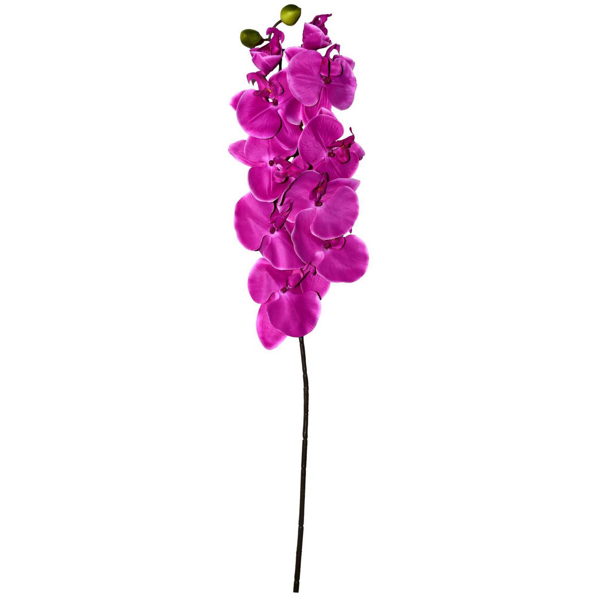 Rosedal - Orquídea morada