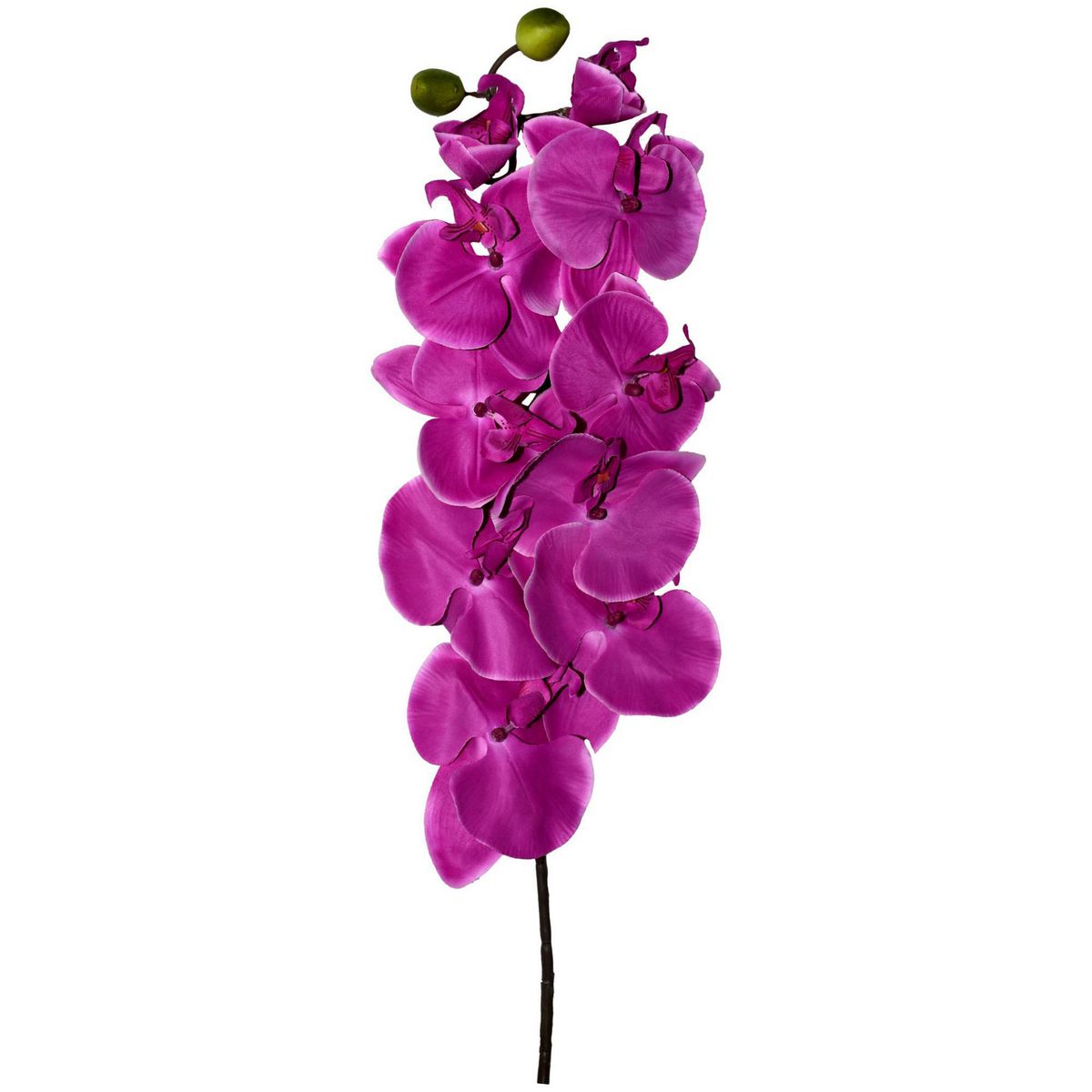 Rosedal - Orquídea morada