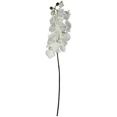 Orquídea crema