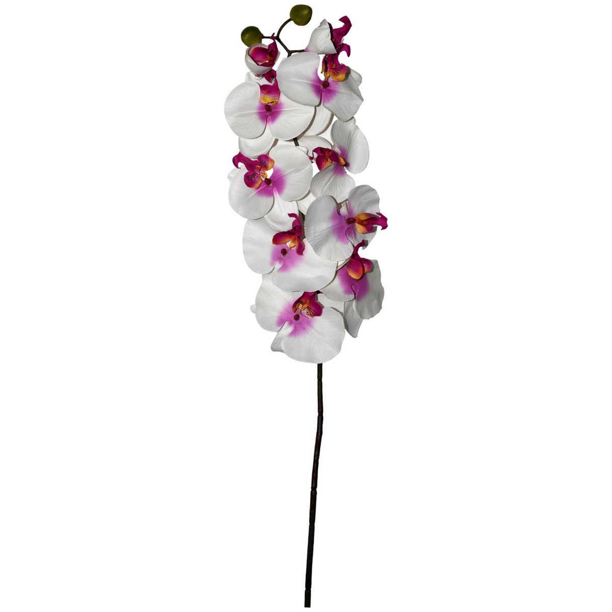 Rosedal - Orquídea Phanealopsis crema morado