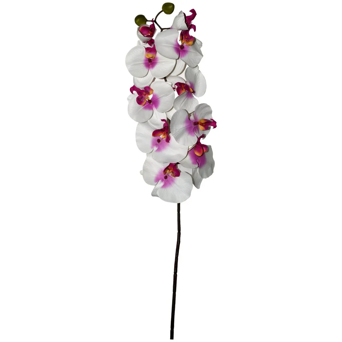 Rosedal - Orquídea Phanealopsis crema morado