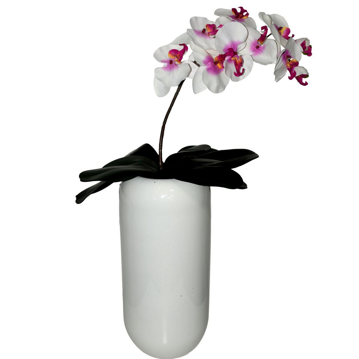 Rosedal - Orquídea Phanealopsis crema morado