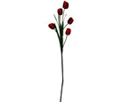 Vara de tulipán rojo