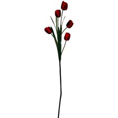 Vara de tulipán rojo