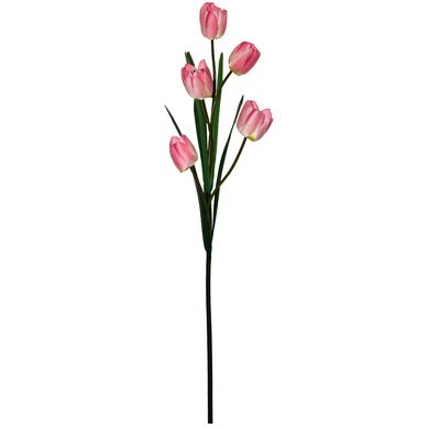 Vara de tulip�n rosa