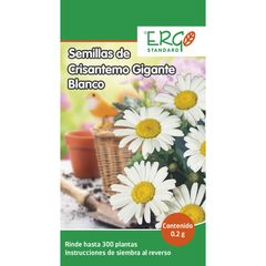 Semillas de crisantemo gigante blanco