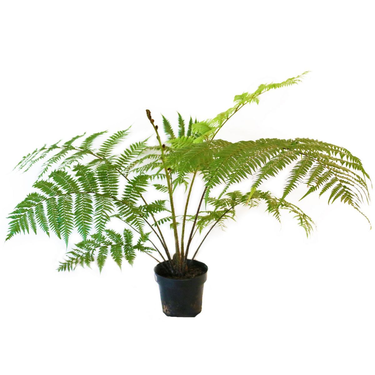 Conaplor - Planta helecho australiano