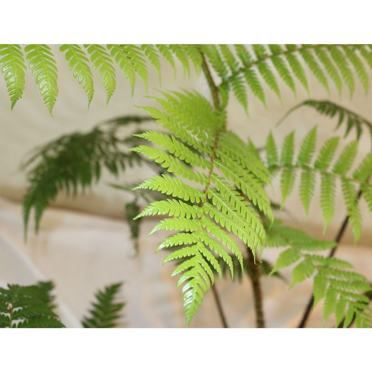 Conaplor - Planta helecho australiano