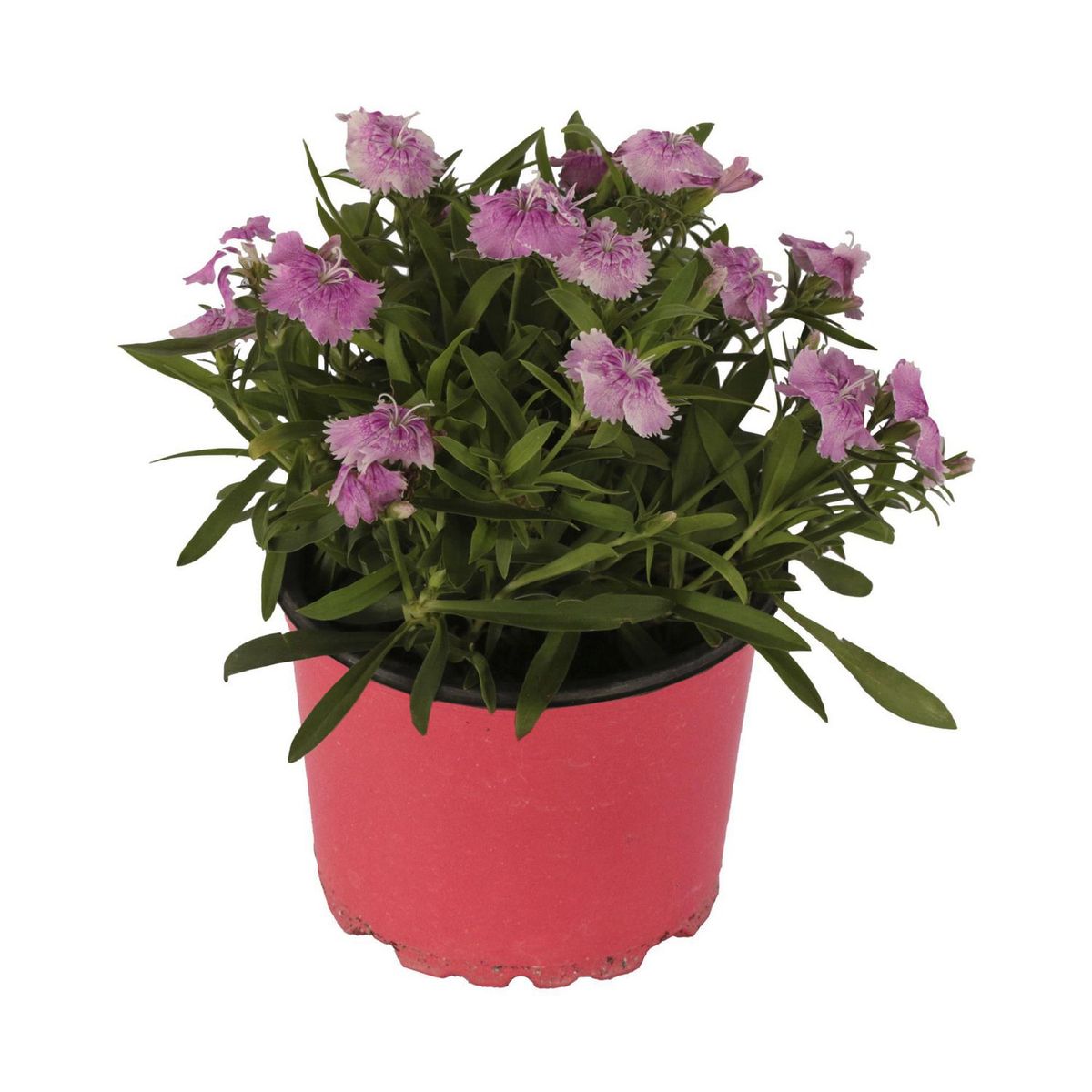 Planta clavellina, marca Conaplor - Foto Principal