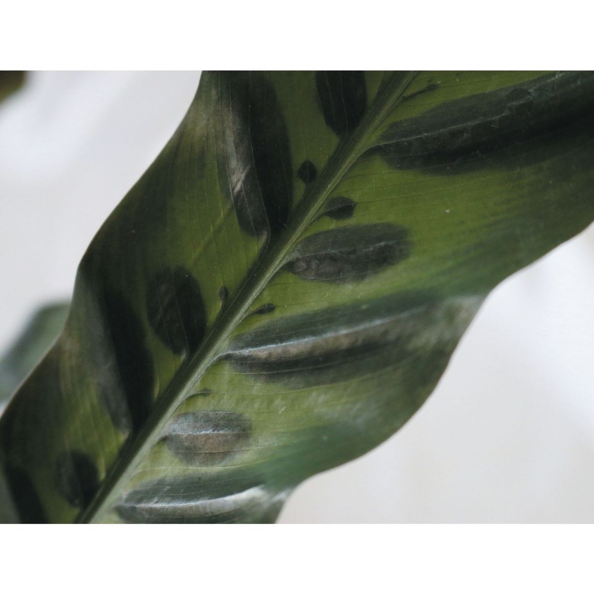 Planta clavellina, marca Conaplor - Foto 2
