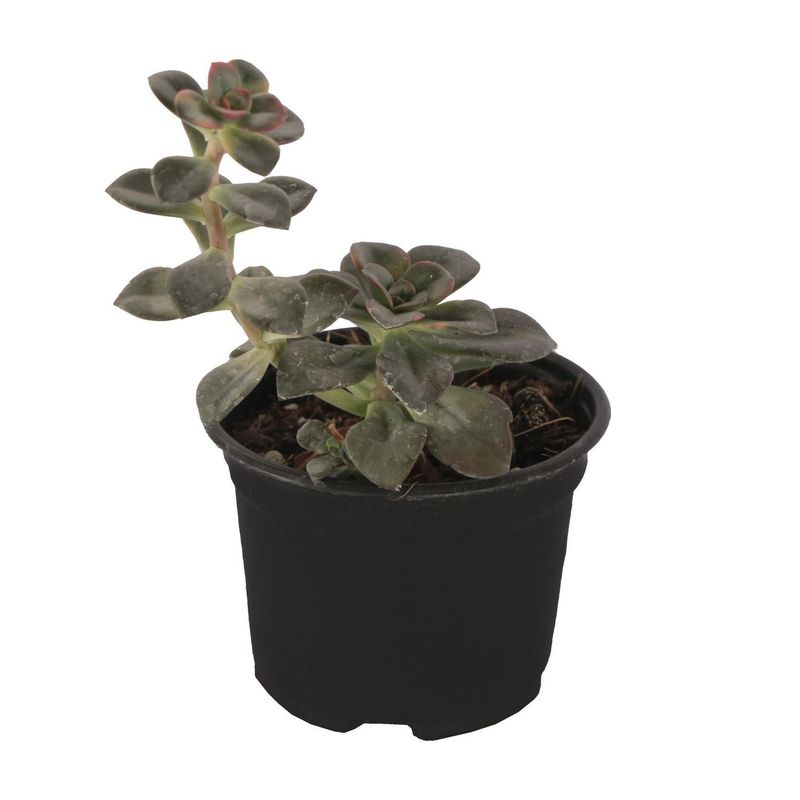 Conaplor - Planta crasulácea prolífica