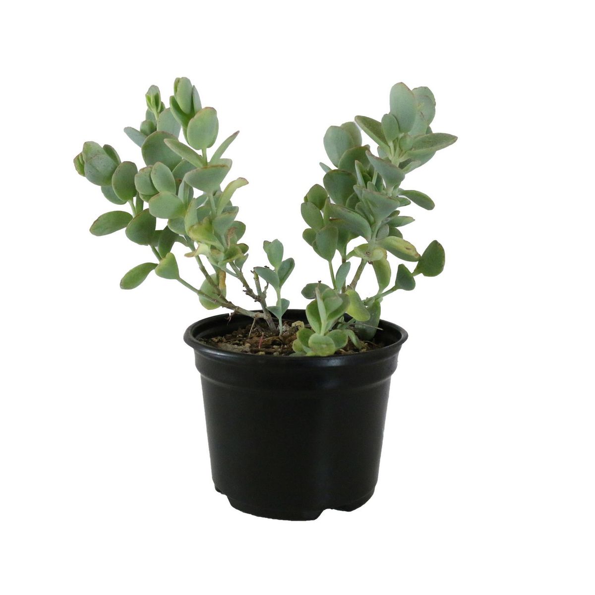 Conaplor - Planta crasulácea kalanchoe marnierana