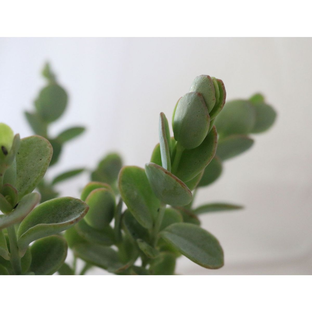 Conaplor - Planta crasulácea kalanchoe marnierana