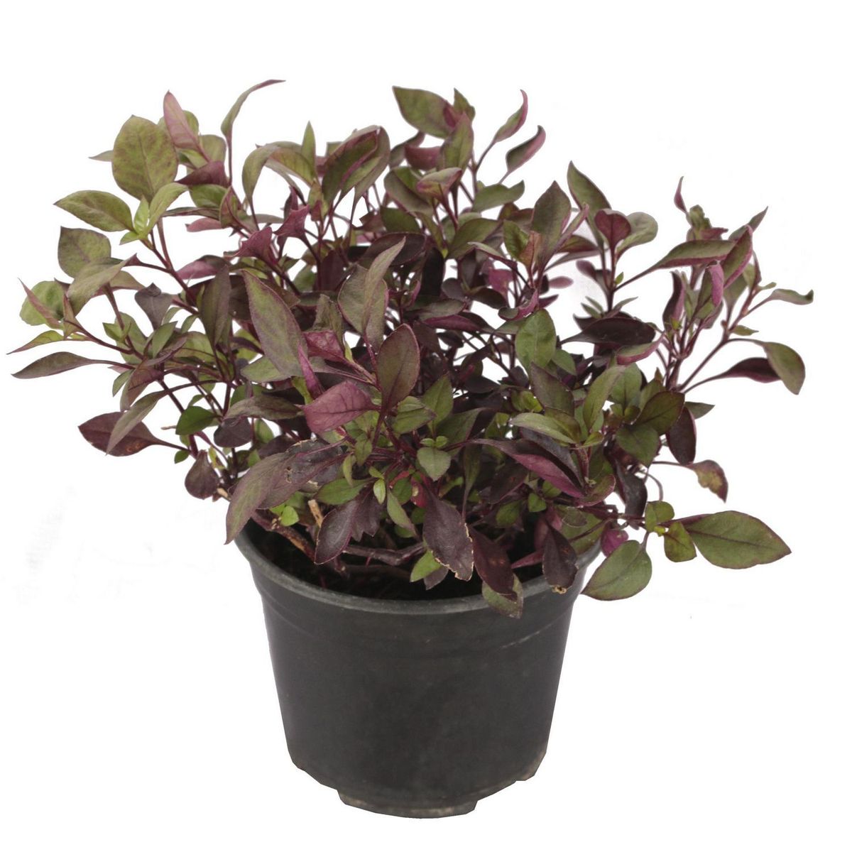 Conaplor - Planta alternanthera red
