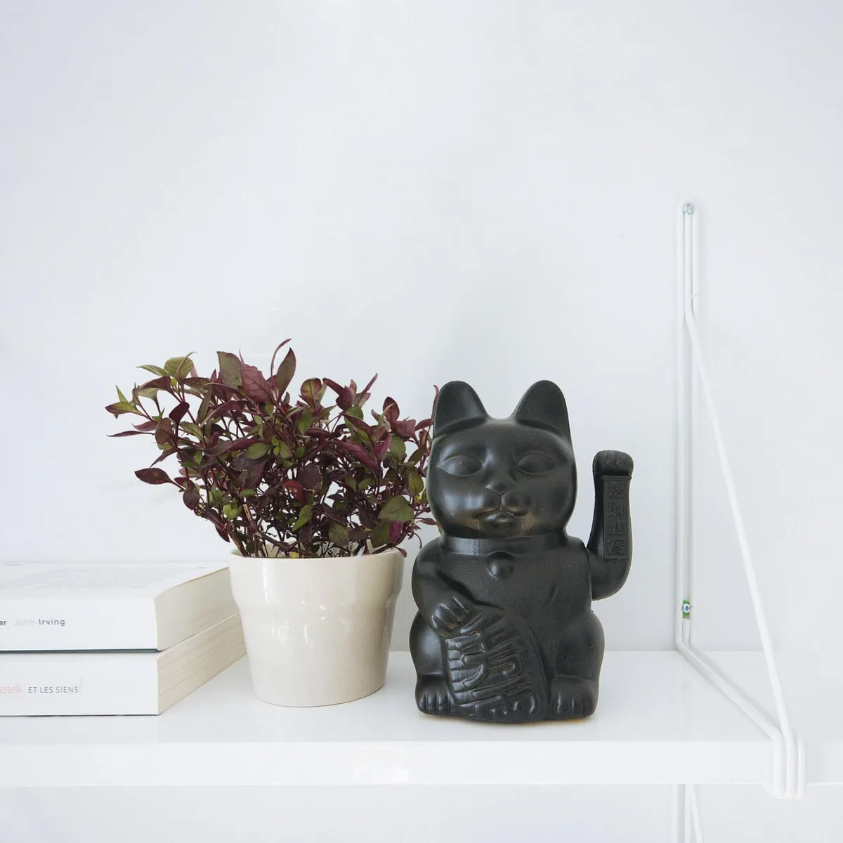 Conaplor - Planta alternanthera red