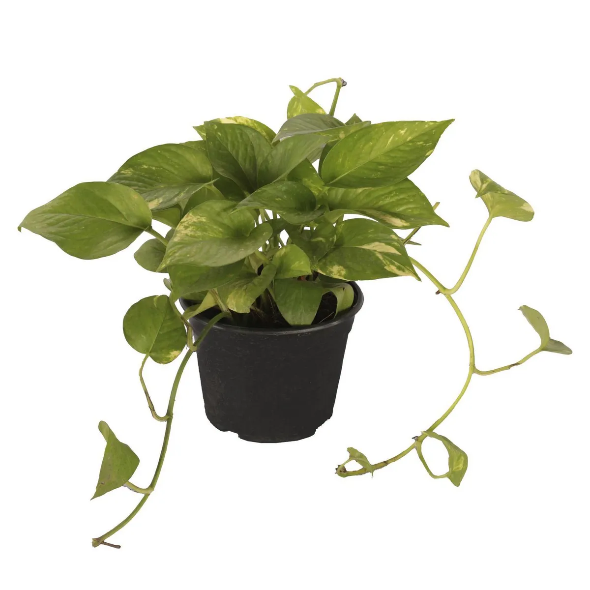 Planta teléfono, marca Conaplor - Foto Principal