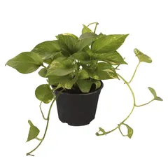 Planta teléfono