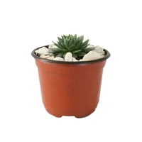 Planta crasulácea setosa variedad mínima