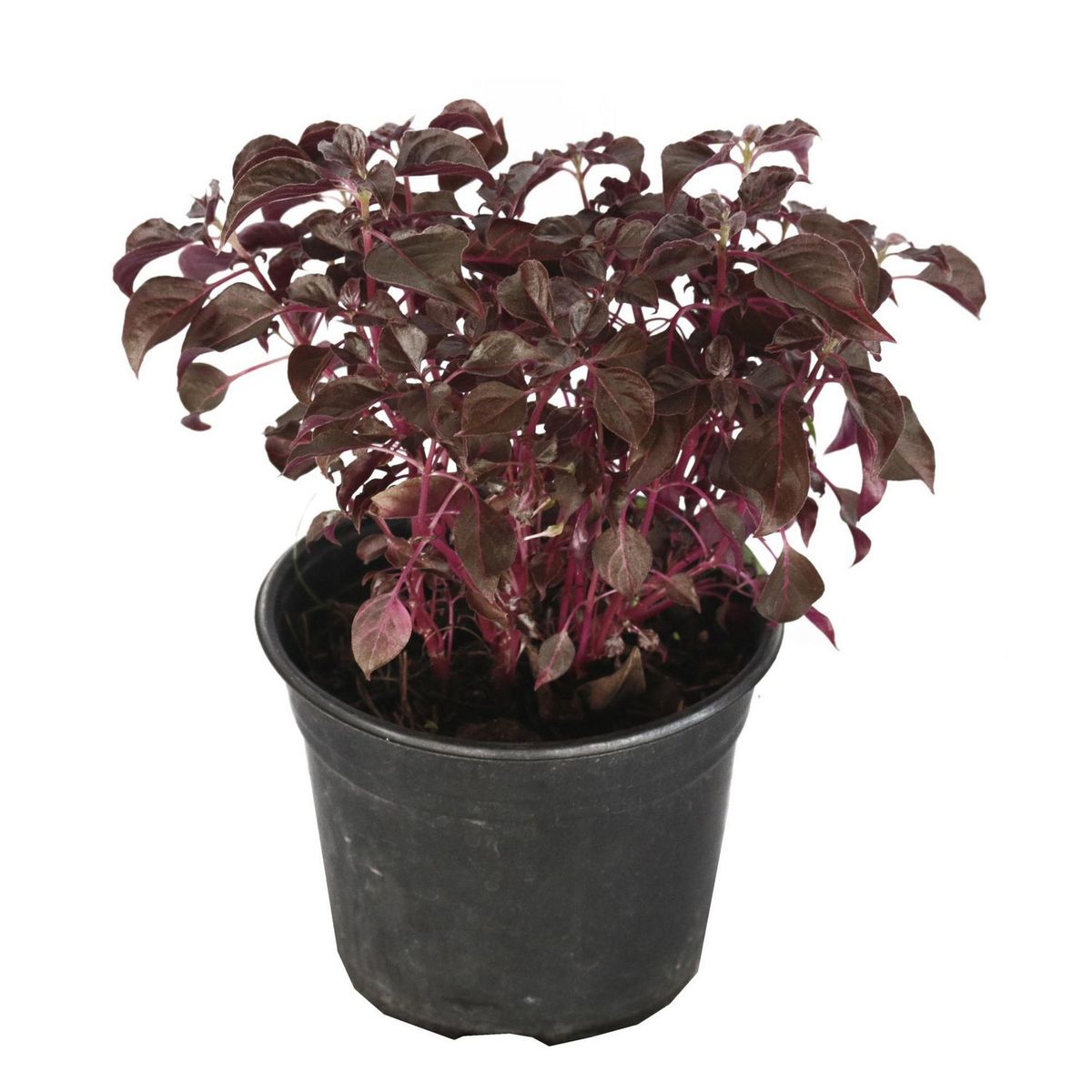 Conaplor - Planta amaranto