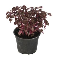 Planta amaranto