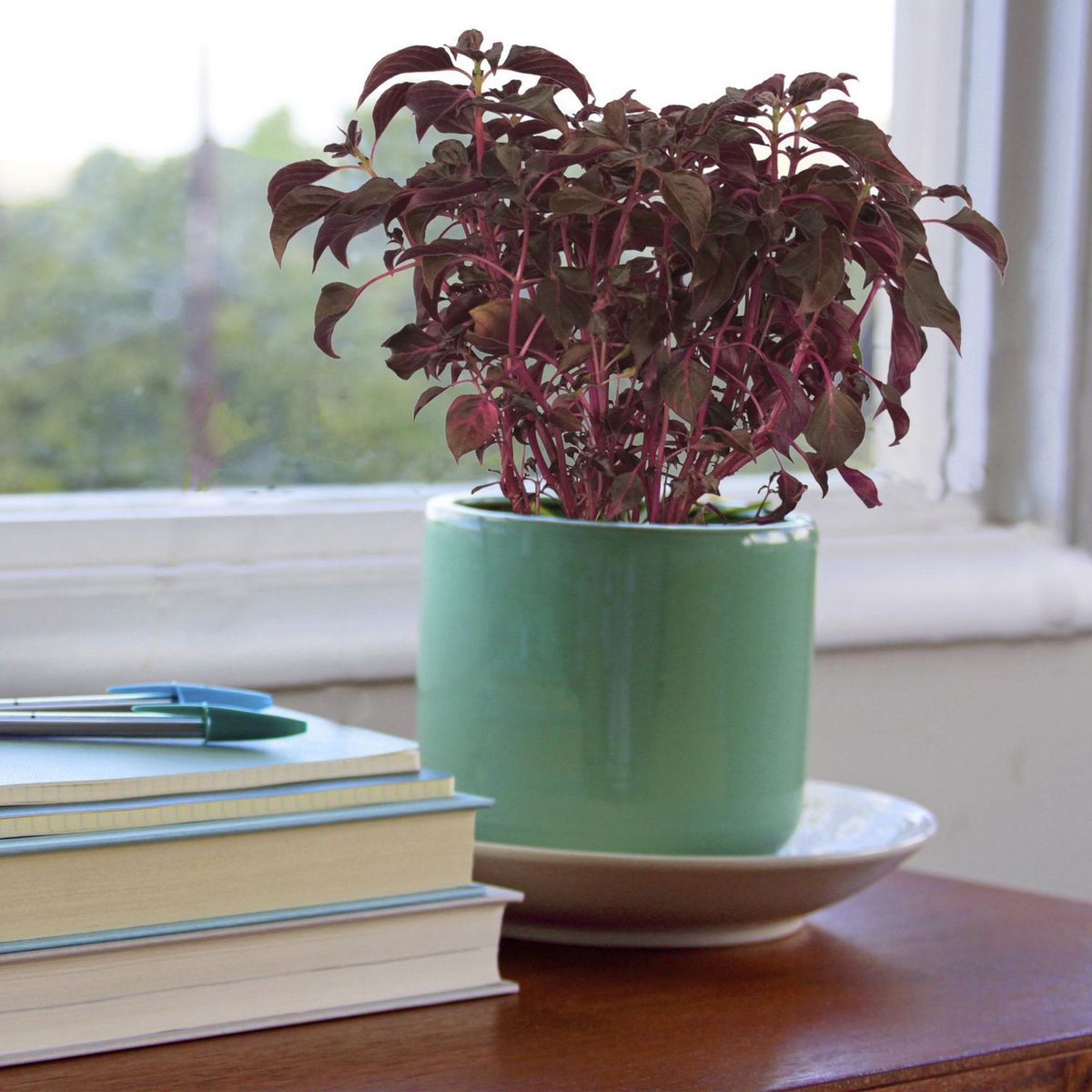 Conaplor - Planta amaranto