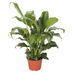 Planta cuna de Moisés