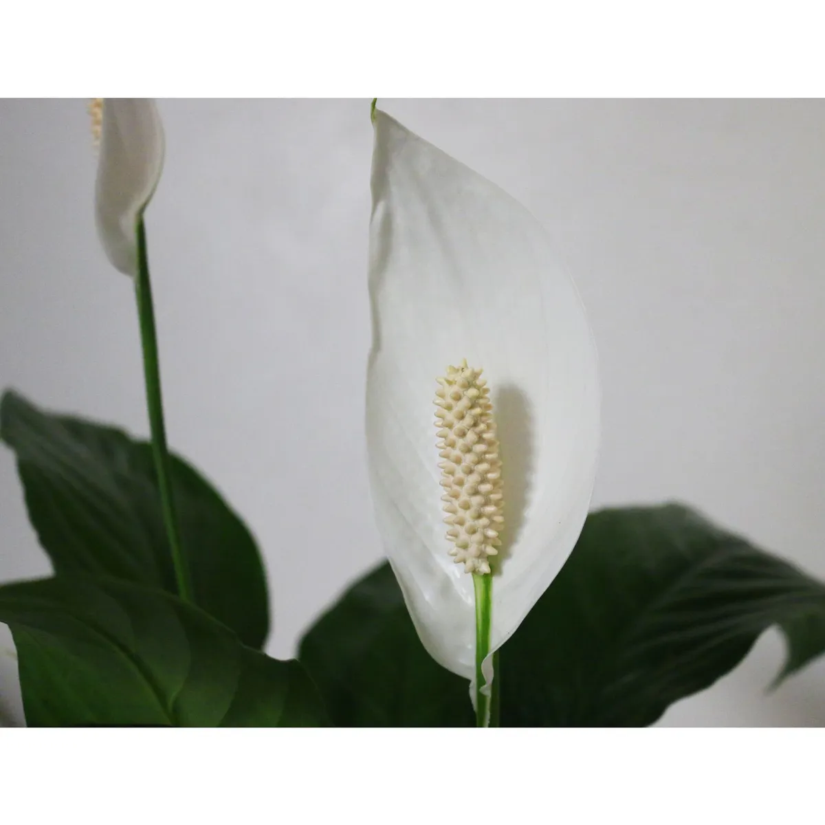 Planta cuna de Moisés, marca Conaplor - Foto 2