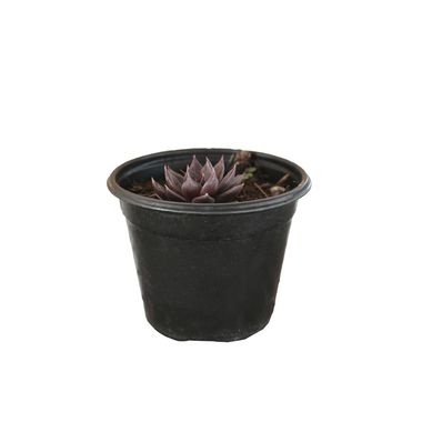 Planta crasul�cea black prince