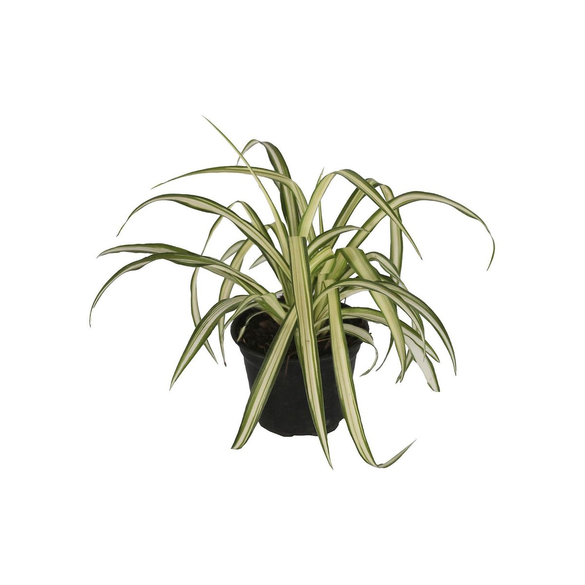 Planta clorophito m5p, marca Conaplor - Foto Principal