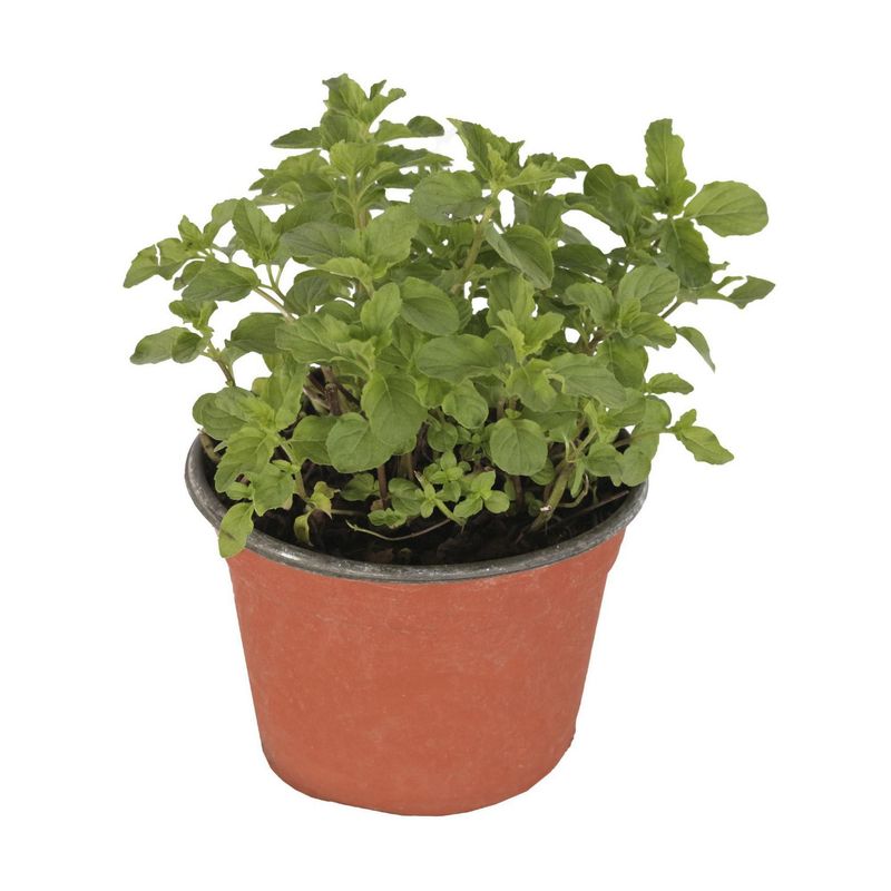 Conaplor - Planta hierbabuena