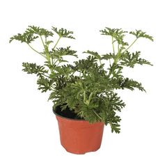 Planta citronela