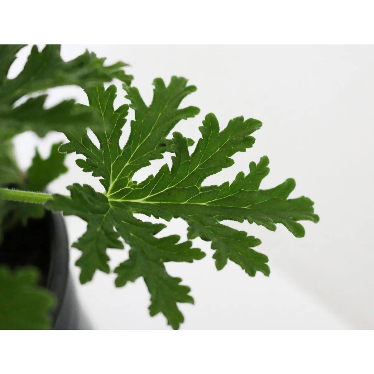 Conaplor - Planta citronela