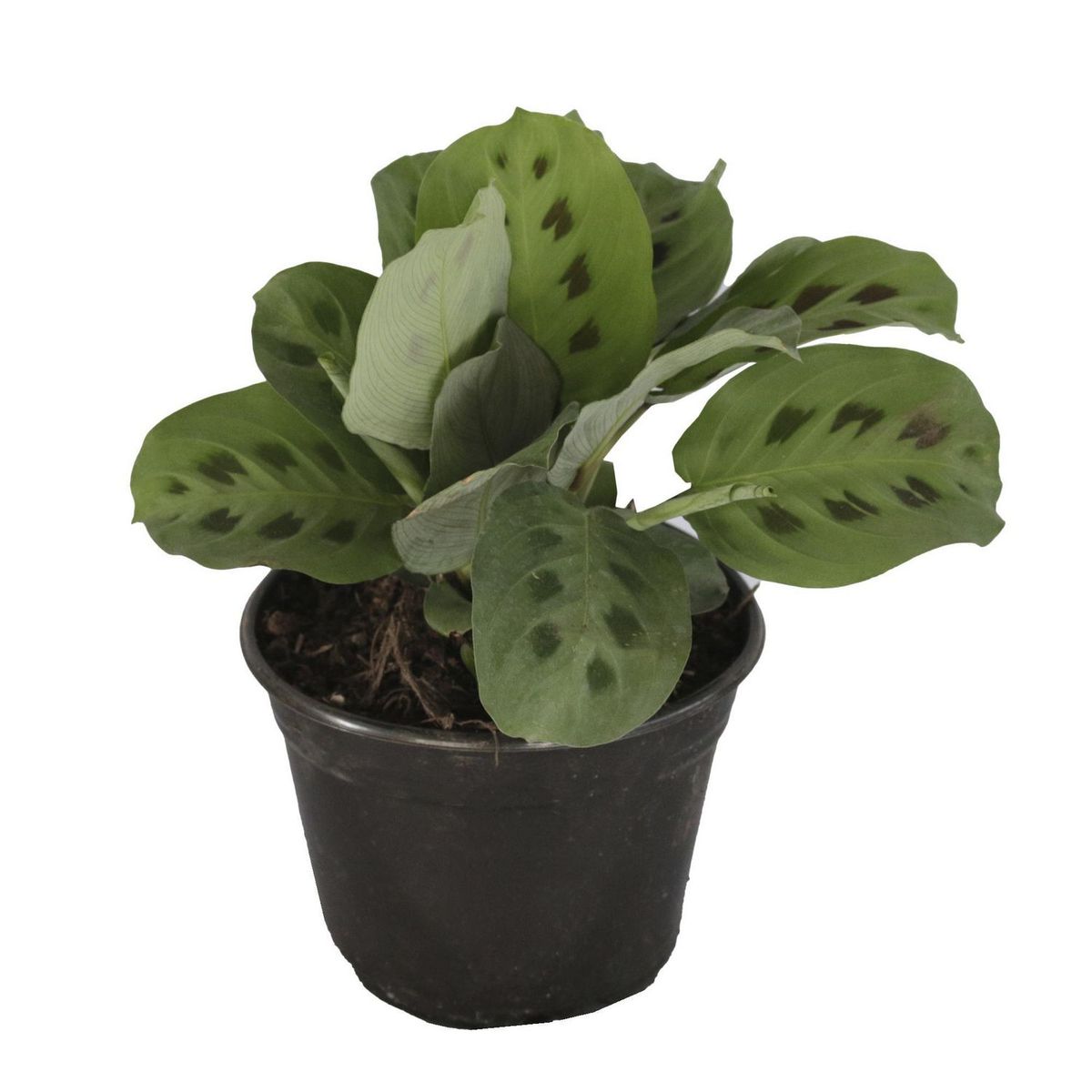 Planta sapito, marca Conaplor - Foto Principal