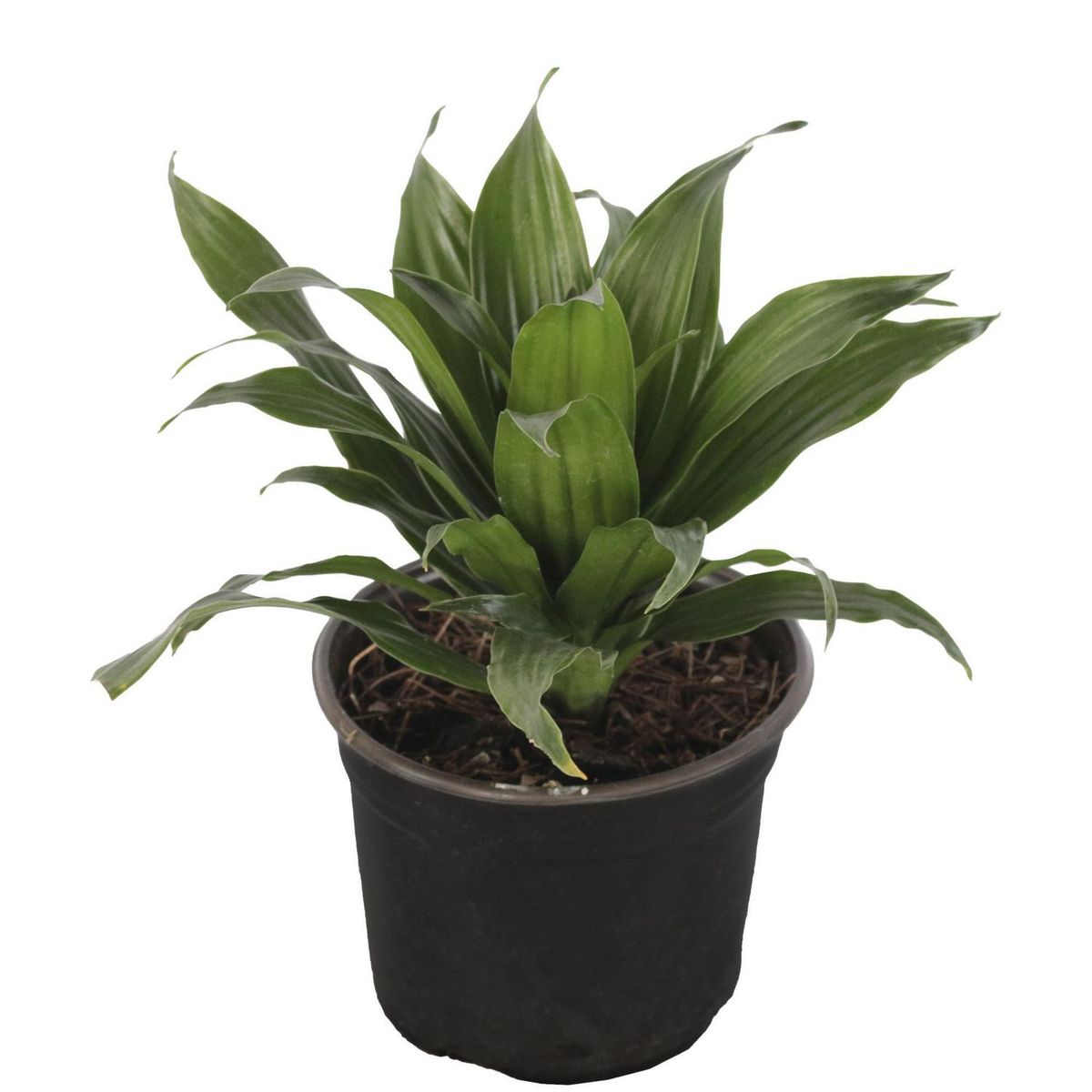 Planta dracena compacta, marca Conaplor - Foto Principal