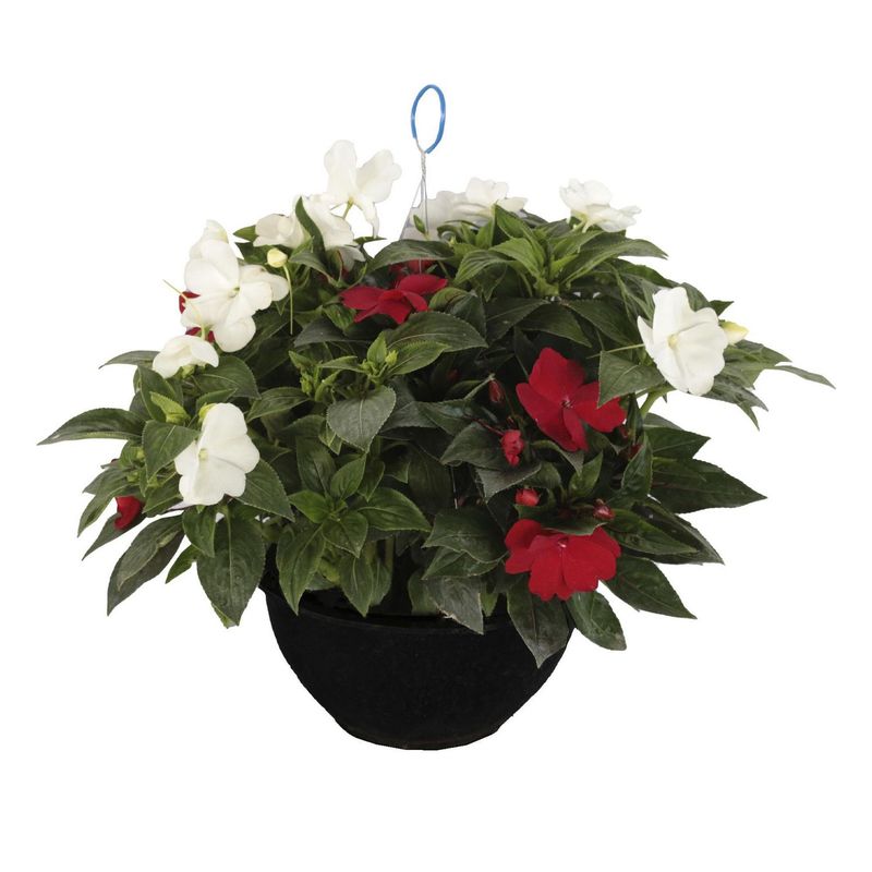 Conaplor - Planta belén Nueva Guinea rojo colgante