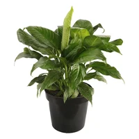 Planta cuna de Moisés