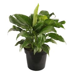 Planta cuna de Moisés