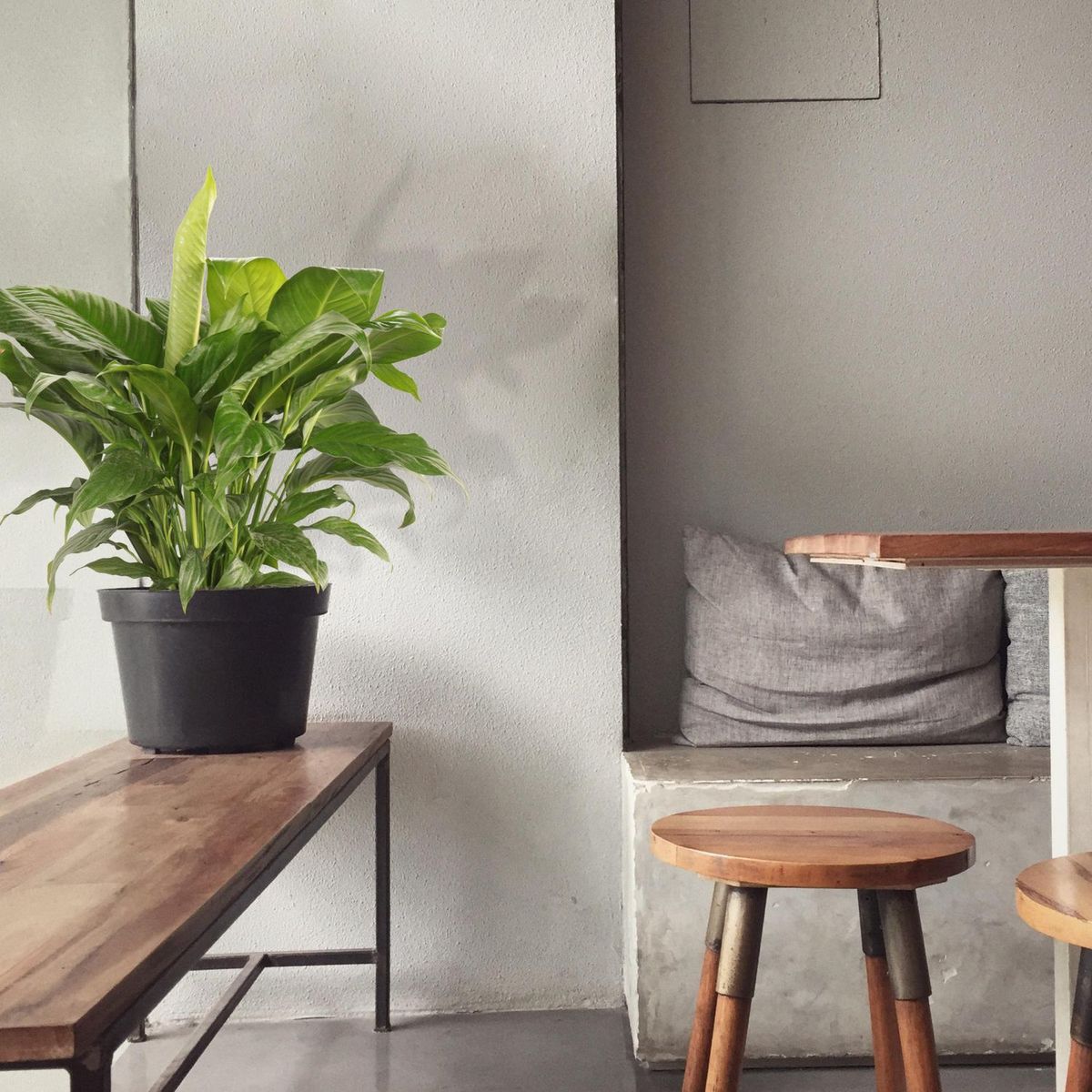 Planta cuna de Moisés, marca Conaplor - Foto 2