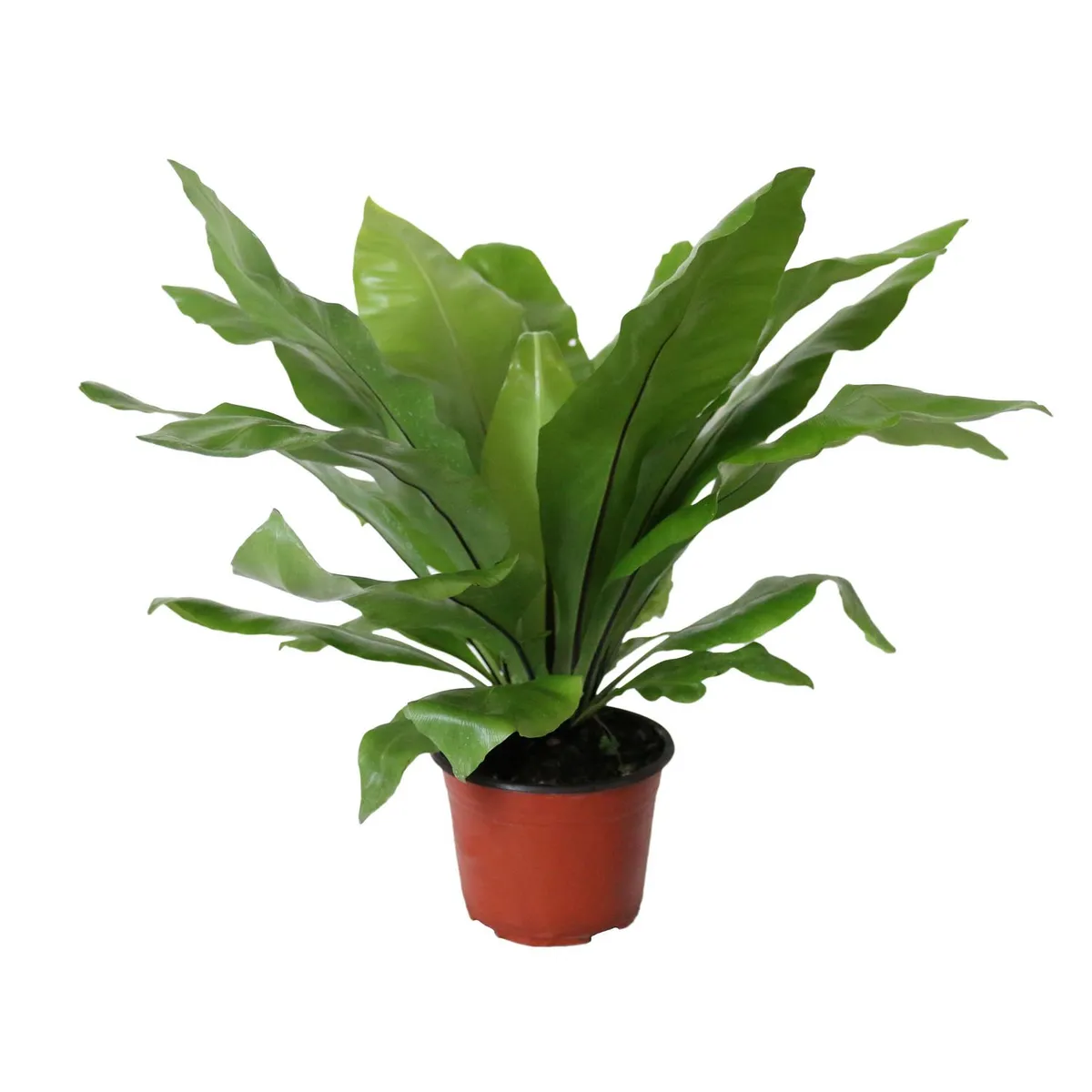 Planta helecho nido de ave, marca Conaplor - Foto Principal