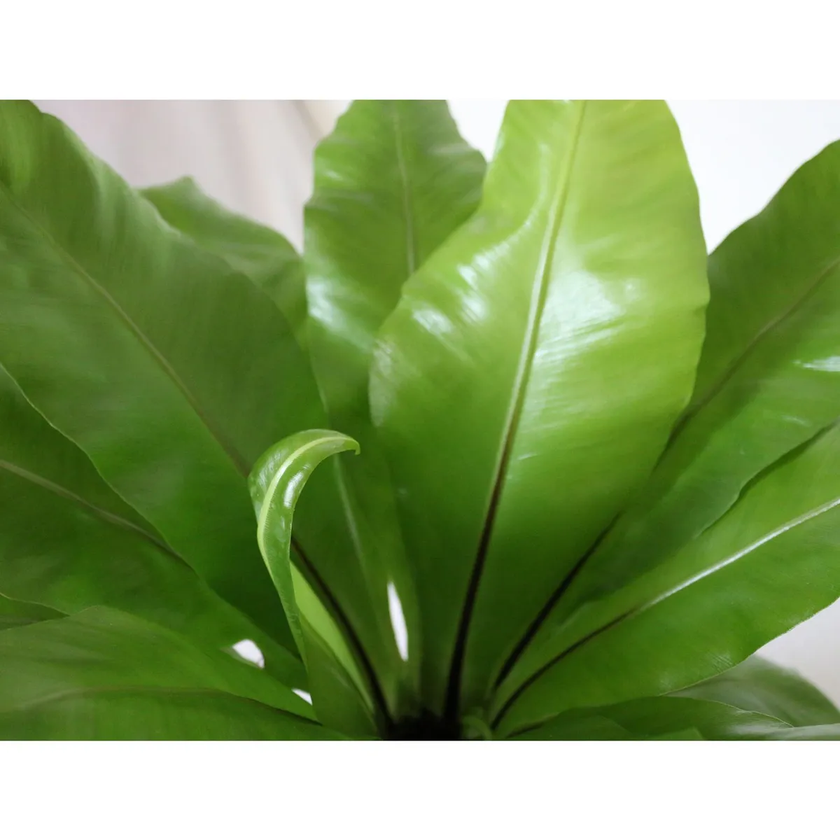 Planta helecho nido de ave, marca Conaplor - Foto 2