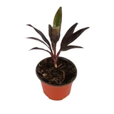 Planta dracena naomi
