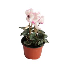 Cyclamen m6"
