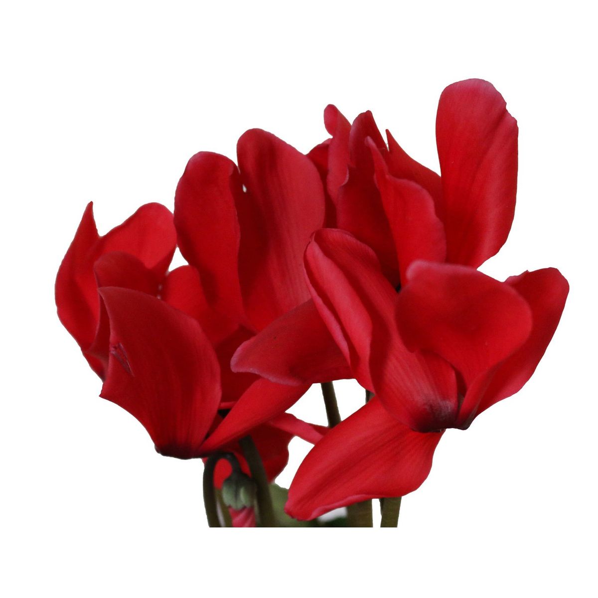 Cyclamen m6", marca Conaplor - Foto 2