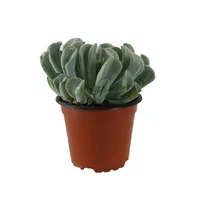 Planta crasulácea runyonii topsy turvy