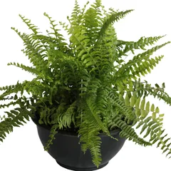 Planta helecho Bostón