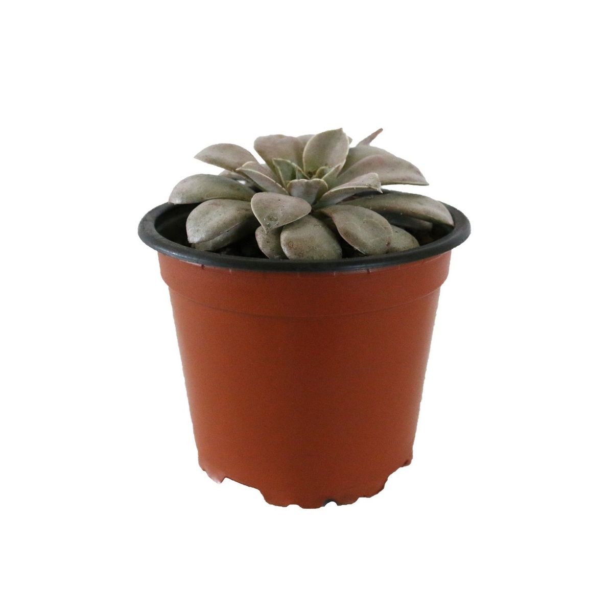 Conaplor - Plantas crasulácea elegans