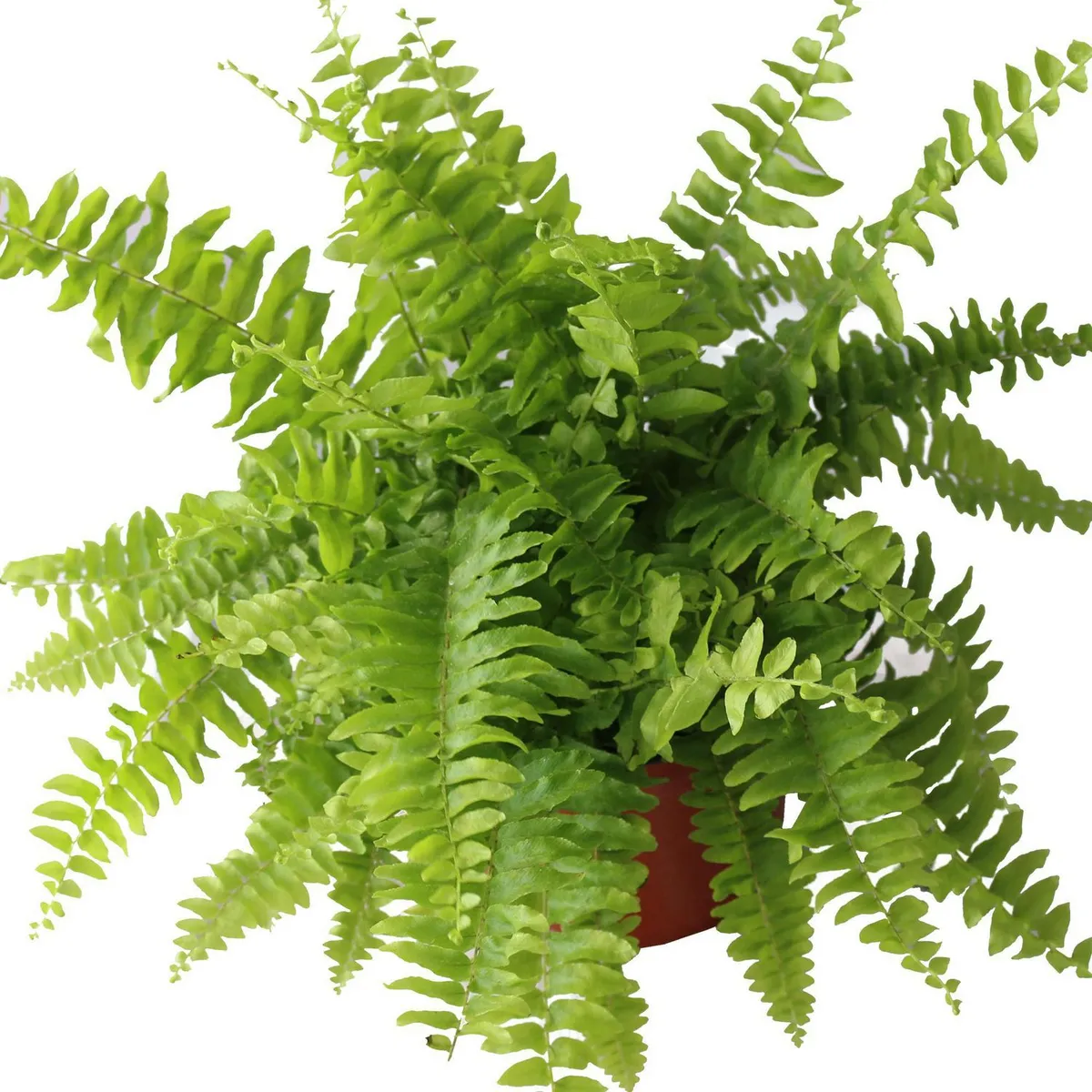 Conaplor - Planta helecho Bostón