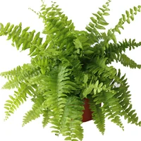 Planta helecho Bostón