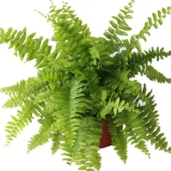 Planta helecho Bostón