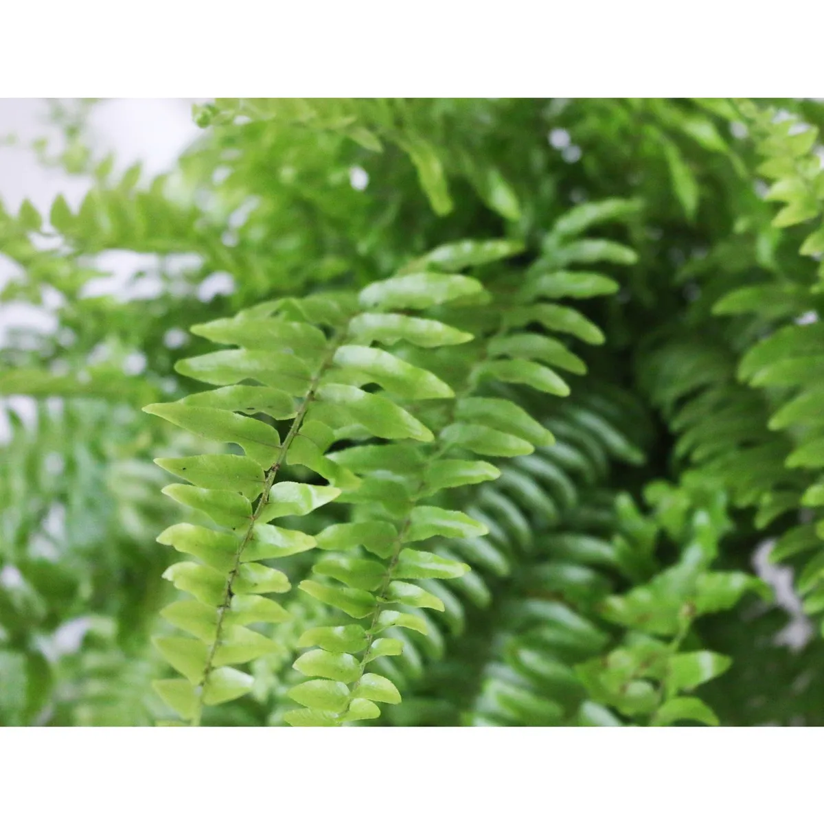 Conaplor - Planta helecho Bostón